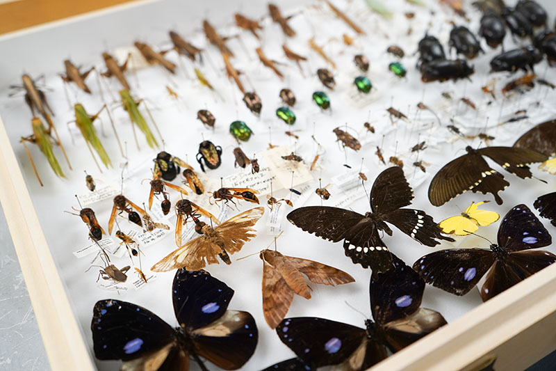 2025-insect-collection-interns-7-web