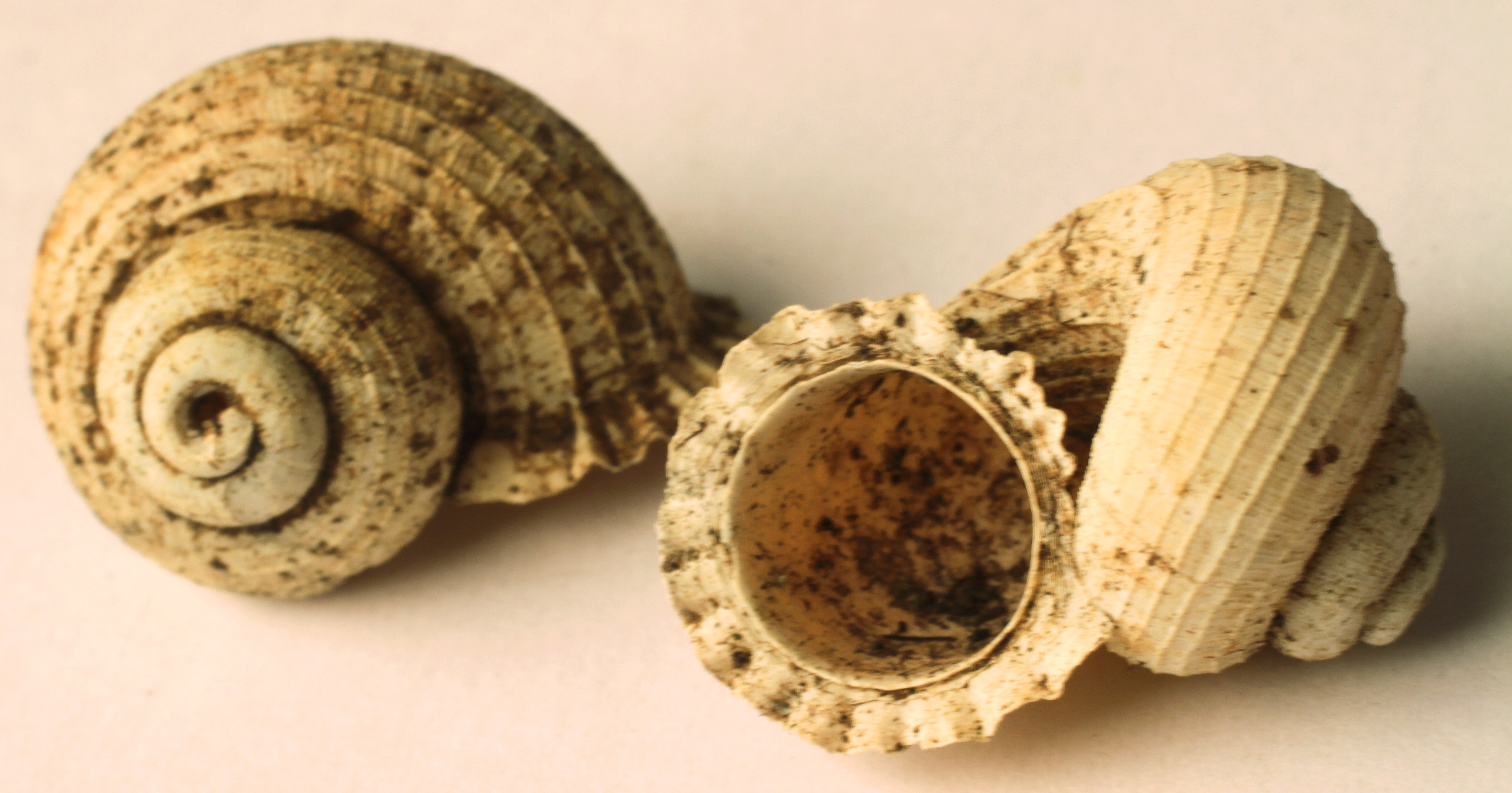 land snail