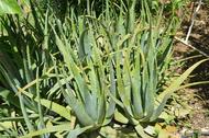 aloe